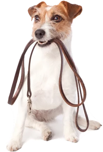 contact-section-dog1