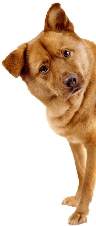 contact-section-dog2