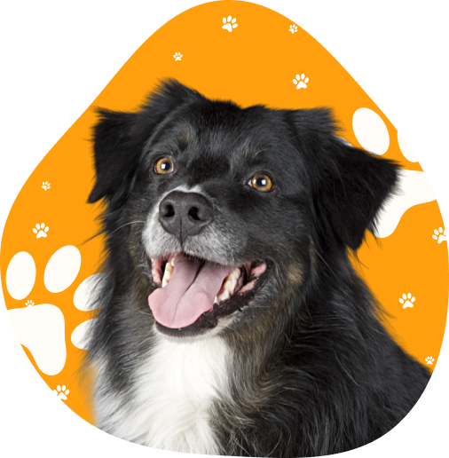 hero-section-dog