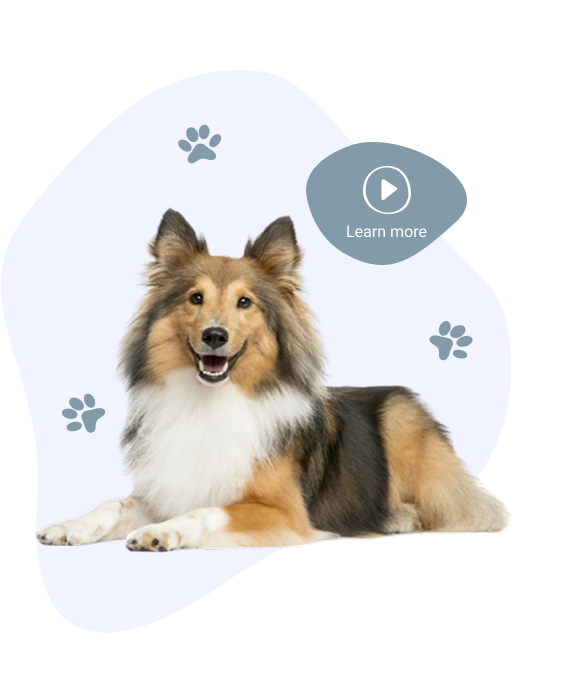 less-talk-section-dog