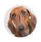 small-dog1