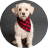 small-dog2