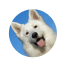 small-dog3